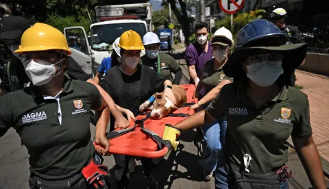 TOPSHOT - A dog named Renata is carried after being rescued from underneath the rubble in Cali, Colombia, on August 13, 2026, three days after a 7.4 earthquake. Rescuers in Colombia were making last-ditch efforts to locate earthquake survivors early on August 13, 2026, as the critical 72-hour window for rescue operations neared its end. (Photo by Raul ARBOLEDA/AFP)