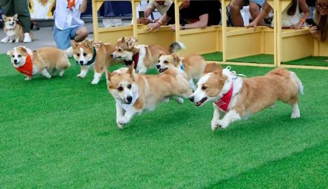 Corgi dogs take part in a 50m race during the Corgi Race in the Vingis Park in Vilnius on August 15, 2026. For the the fifth time Vilnius hosts the Corgi Race and costume contest inviting corgis from across Europe. (Photo by Petras Malukas/AFP)