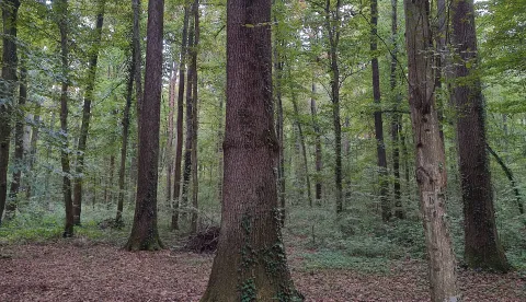 U &scaron;umifoto: Marija Le&scaron;ić Omerović