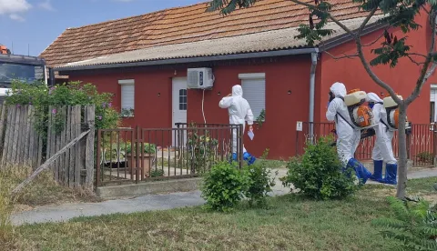 Afrička svinjska kuga