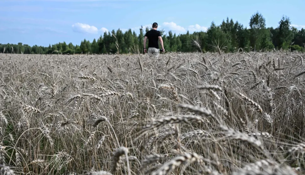A farmer walks in a wheat field in the vicinity of Kolomna in the Moscow region on August 17, 2026. (Photo by Igor IVANKO/AFP)
