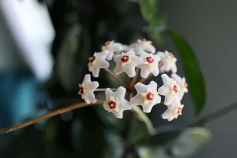 Hoya Bella