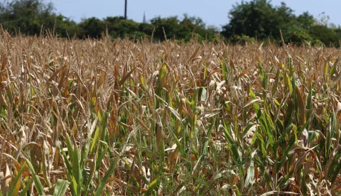 Osijek, 20. 08. 2025, Su&scaron;a, svi poljoprivredi usjevi stradali od su&scaron;e, kukuruz i suncokret najvi&scaron;e... Elementarna nepogoda, klimatske promjene, poljoprivreda.snimio GOJKO MITIĆ