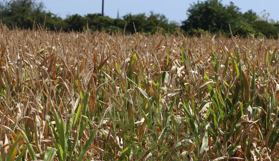 Osijek, 20. 08. 2025, Su&scaron;a, svi poljoprivredi usjevi stradali od su&scaron;e, kukuruz i suncokret najvi&scaron;e... Elementarna nepogoda, klimatske promjene, poljoprivreda.snimio GOJKO MITIĆ