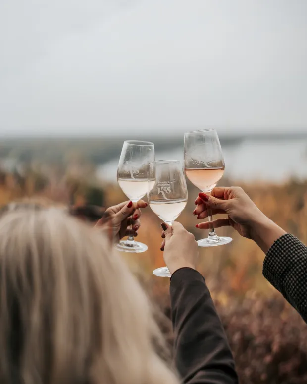 Dan otvorenih vrata Erdutskog vinogorja 2025.K55