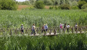 Kopački rit, 02. 07. 2025., Park prirode, Kopački rit, obilazak, kontinentalni turizam, turizam, turisti, turist, ljeto, vrućina, &scaron;etnja, prirodaSNIMIO BRUNO JOBST