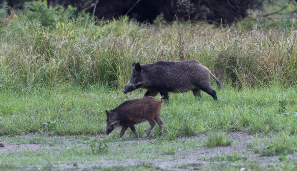 Baranja, 02.10.2025. - Ministarstvo poljoprivrede, &scaron;umarstva i ribarstva u četvrtak je izvijestilo kako je radi suzbijanja afričke svinjske kuge (ASK), povećana naknada za odstrel divljih svinja na 100 eura po grlu. Na fotografiji divlje svinje. foto HINA/ tm