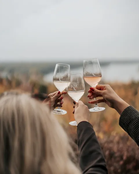 Dan otvorenih vrata Erdutskog vinogorja 2025.K55
