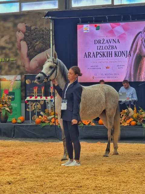 Baranja postaje poznata i po konjogojstvu: Dunjina Sahara nacionalni je &scaron;ampion arapskih konja
