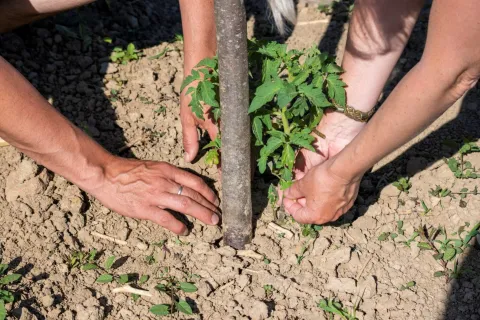 Ako se možemo sjetiti mjesta na kojem odmor počinje pri prvom koraku kroz vrata, onda je to AKORD, obiteljsko permakulturno ekolo&scaron;ko imanje Katarine i Igora &Scaron;tavlića, koje nije nastalo kao klasična turistička priča, već pomalo, iz života koji su godinama zajedno gradili oko vrijednosti prema kojima sami žive.
