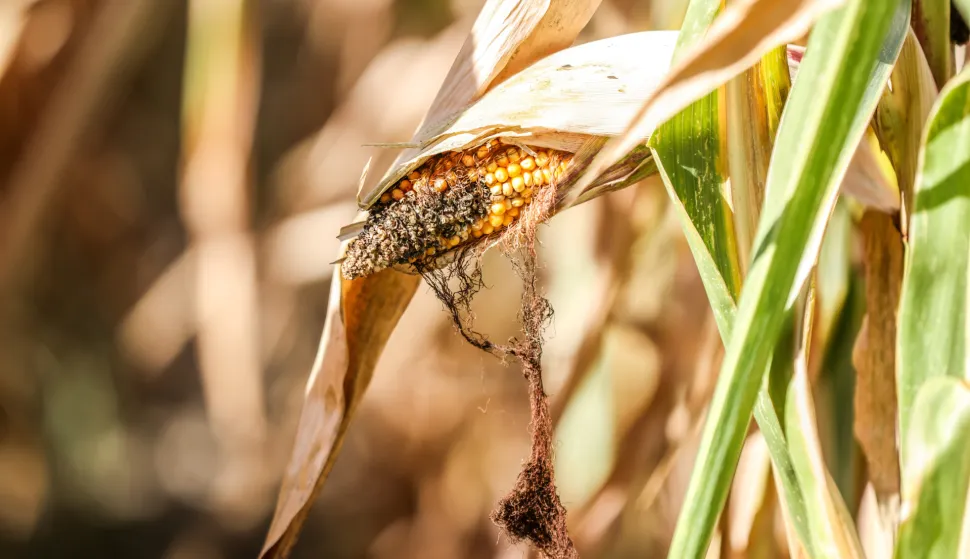 07.09.2026., Sisak - Visoke temeprature i dugo razdoblje bez kise ostavilo je traga i na kvaliteti u poljoprivrednim kulturama. Photo: Emica Elvedji/PIXSELL