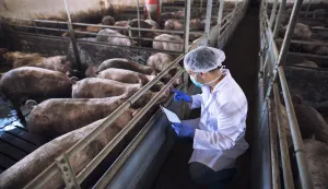 Veterinarian doctor with tablet examining pigs at pig farm.veterinar svinje farma ilustracija freepik