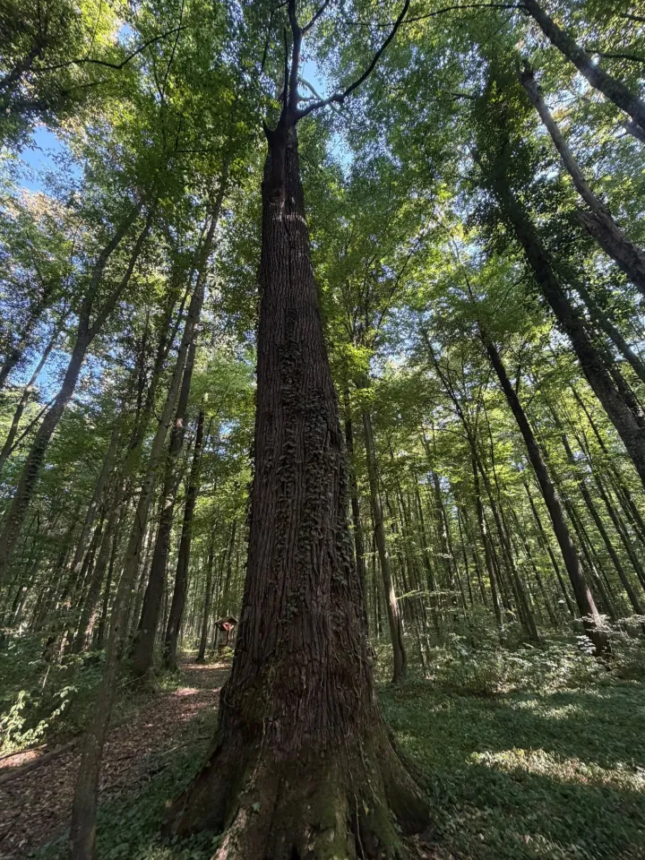 Spačvanska &scaron;umafoto: VSŽ