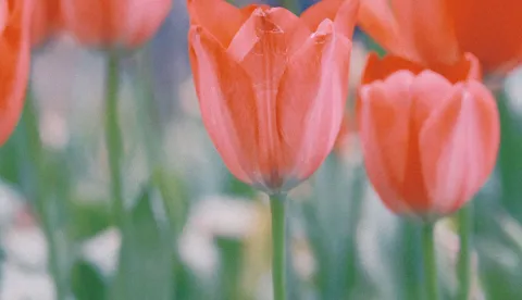 tulipan tulipani