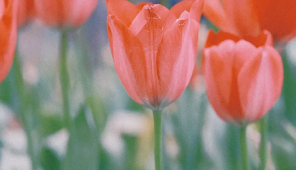tulipan tulipani