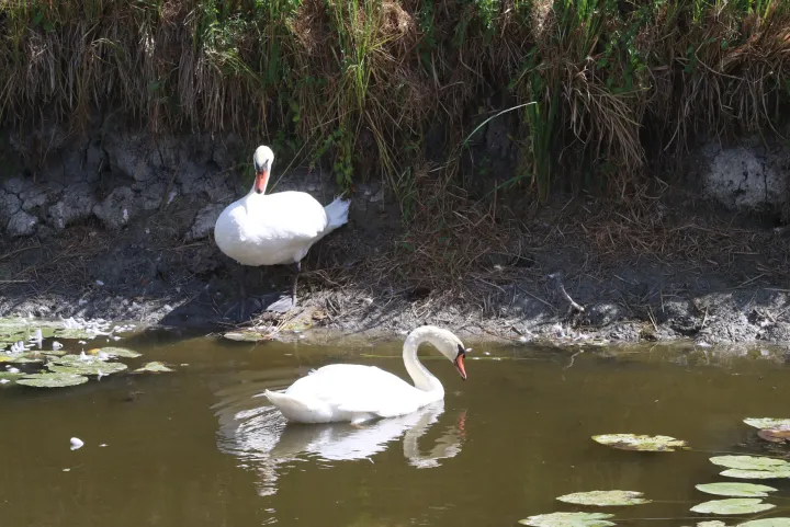 Kopačevo, 19. 08. 2026, Park prirode, Kopački rit. Reportaža, nizak vodostaj, su&scaron;a u Kopačkom ritu. Kozjak, inače popularno ribičko mjesto, kanali u Kozjaku, nađe se poneko mjesto gdije ima ne&scaron;to vode. Labudovi..snimio GOJKO MITIĆ