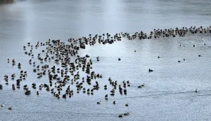 Kopački rit, 19. 01. 2026., Sakada&scaron;; zaleđeno jezero; patke, patka; slobodnjak, slobodnjaciSNIMIO BRUNO JOBST