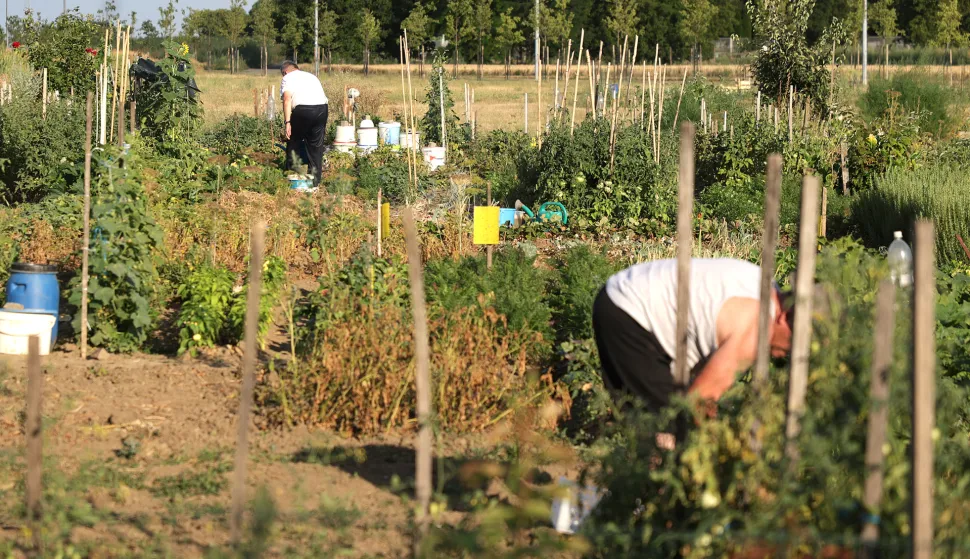 Osijek, 13. 07. 2026., Bikara, Urbani vrtovi, Udruga "Osvrt", poljoprivreda, krađa, povrće, uzgajanje, povrtnjakSNIMIO BRUNO JOBST