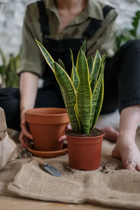 Sansevieria trifasciata