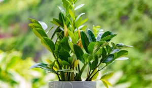 Zamioculcas Zamioculcas