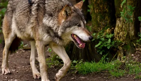 VUK ŽIVOTINJA WOLF 