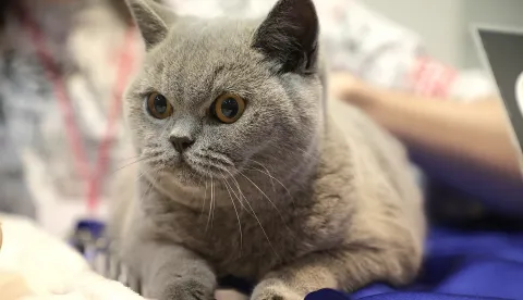 U Veterinarskoj stanici Osijek besplatna kastracija za slobodnoživuće i napu&scaron;tene mačke