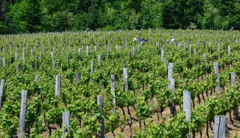 12.05.2015., Brodsko Vinogorje - Pogled na marljivo obradjeni vinograd. "nPhoto: Ivica Galovic/PIXSELL