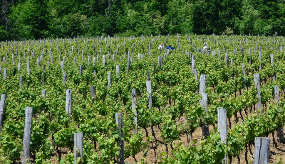 12.05.2015., Brodsko Vinogorje - Pogled na marljivo obradjeni vinograd. "nPhoto: Ivica Galovic/PIXSELL