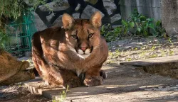 Puma Bitahfoto: ZOO Mi&scaron;ko