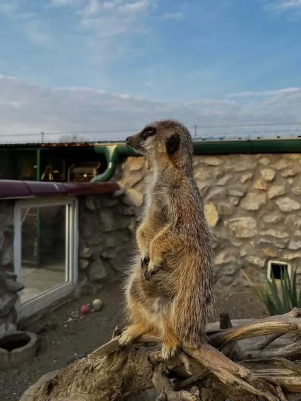Merkat u Cernifoto: ZOO Mi&scaron;ko