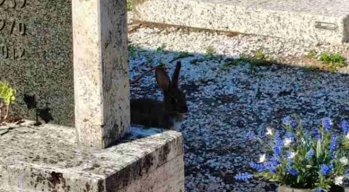Zečevi na groblju