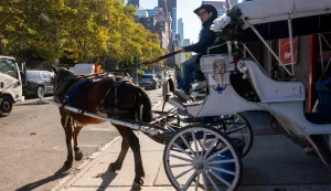 NEW YORK, NEW YORK - OCTOBER 19: A carriage horse driver, one of dozens of workers who could lose their job if carriage horses are banned, rides towards Central Park outside of the Clinton Park Stables on October 19, 2026 in New York City. After decades of activist efforts to ban the popular tourist attraction, New York City Mayor Zohran Mamdani and New York City Council Speaker Julie Menin have reached a deal to abolish the city?s horse carriage industry. The new drive to ban the industry is based on humanitarian and safety concerns and gained increased support this summer after a tourist from India was killed while riding with his family on a carriage horse. A full City Council vote on the measure is scheduled for Oct. 22. Spencer Platt/Getty Images/AFP (Photo by SPENCER PLATT/GETTY IMAGES NORTH AMERICA/Getty Images via AFP)