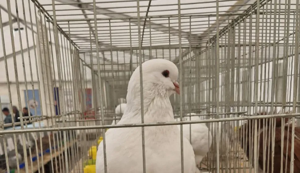 U Branjinom Vrhu održava se 24. Međužupanijska izložba malih životinja - golubova, kunića, peradi i ptica, te 12. specijalka goluba Baćo.
