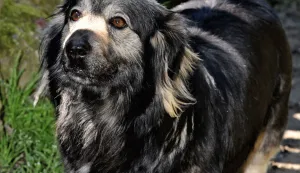 slavonija...vinkovci...21.05.2021.stipa sertic samoinicijativno pomaze napustenim i(li) ozlijedjenim zivotinjama, te ih, po potrebi, o svom trosku vodi kod veterinara i brine o njima dok ih ne udomi...; uglavnom su to psi, ali bilo je i macaka, pa i jedan patak; trenutno su na brizi u jednom vinkovackom dvoristu gara, zuja i ljepotica; foto Gordan Panić