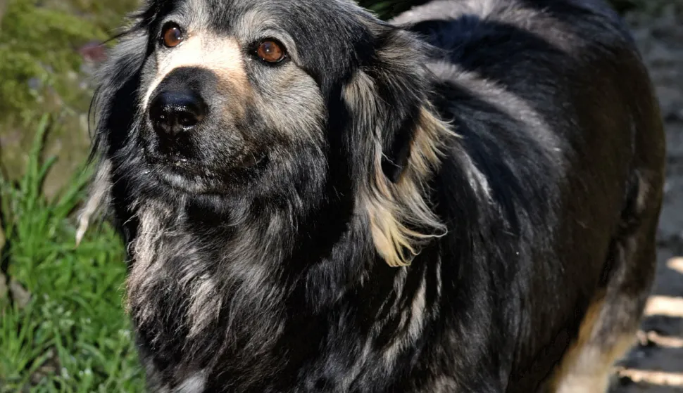 slavonija...vinkovci...21.05.2021.stipa sertic samoinicijativno pomaze napustenim i(li) ozlijedjenim zivotinjama, te ih, po potrebi, o svom trosku vodi kod veterinara i brine o njima dok ih ne udomi...; uglavnom su to psi, ali bilo je i macaka, pa i jedan patak; trenutno su na brizi u jednom vinkovackom dvoristu gara, zuja i ljepotica; foto Gordan Panić