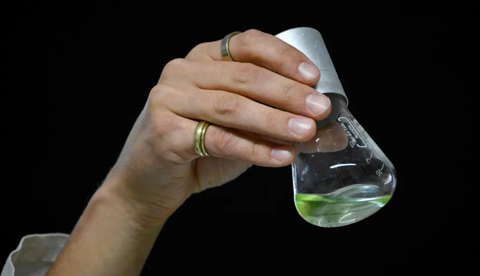German scientist Darius Rauch holds a flask containing unicellular green algae at German scientist Peter Hegemann's laboratory at Humboldt University in Berlin on October 5, 2026, after he is named a winner of the 2026 Nobel Prize in Physiology or Medicine. Hegemann shares the prize with US scientist Karl Deisseroth and German scientist Georg Nagel for their discoveries concerning light-gated ion channels and optogenetics. (Photo by Tobias SCHWARZ/AFP)